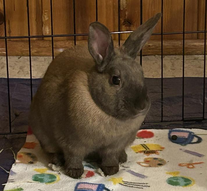 Enlarge Viridian, a Adoptable Bunny Rabbit in Saint Paul, MN image 5/6