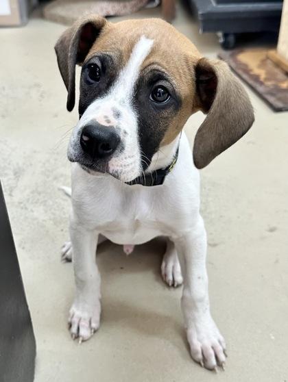 Enlarge Bowser, a Adoptable mixed breed in Wilkesboro, NC image 1/3