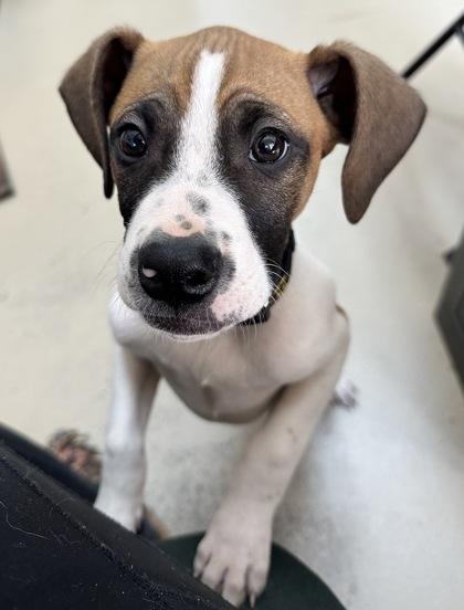 Enlarge Bowser, a Adoptable mixed breed in Wilkesboro, NC image 2/3