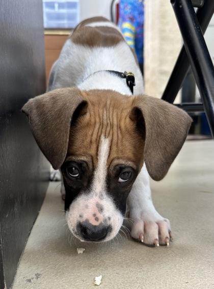 Enlarge Bowser, a Adoptable mixed breed in Wilkesboro, NC image 3/3