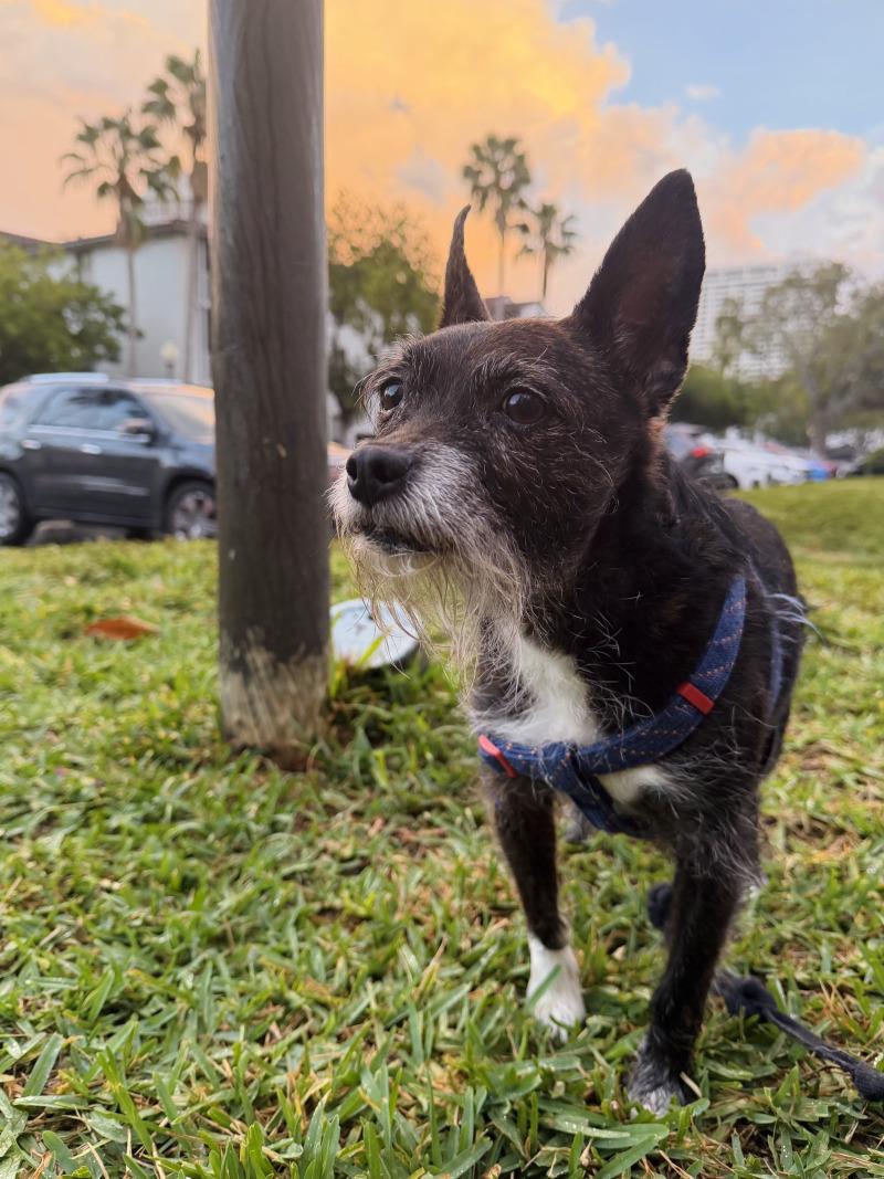Jax, Adoptable, Adult Male Mixed Breed.