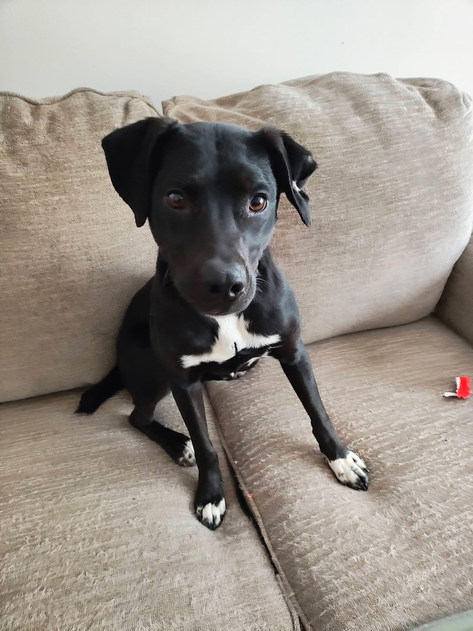 Audra , an adopted mixed breed in Chalfont, PA image 3/4