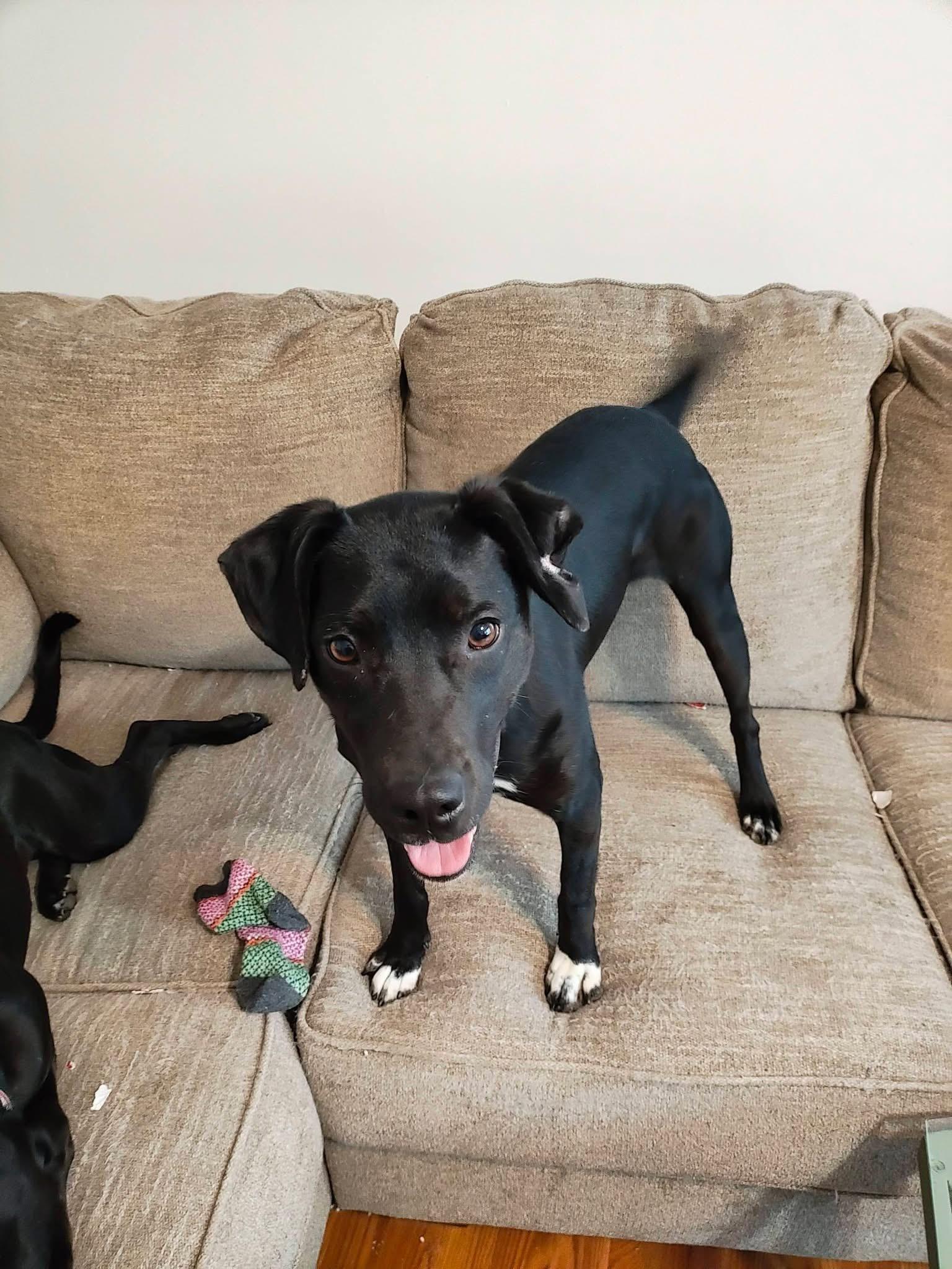 Audra , an adopted mixed breed in Chalfont, PA image 1/4