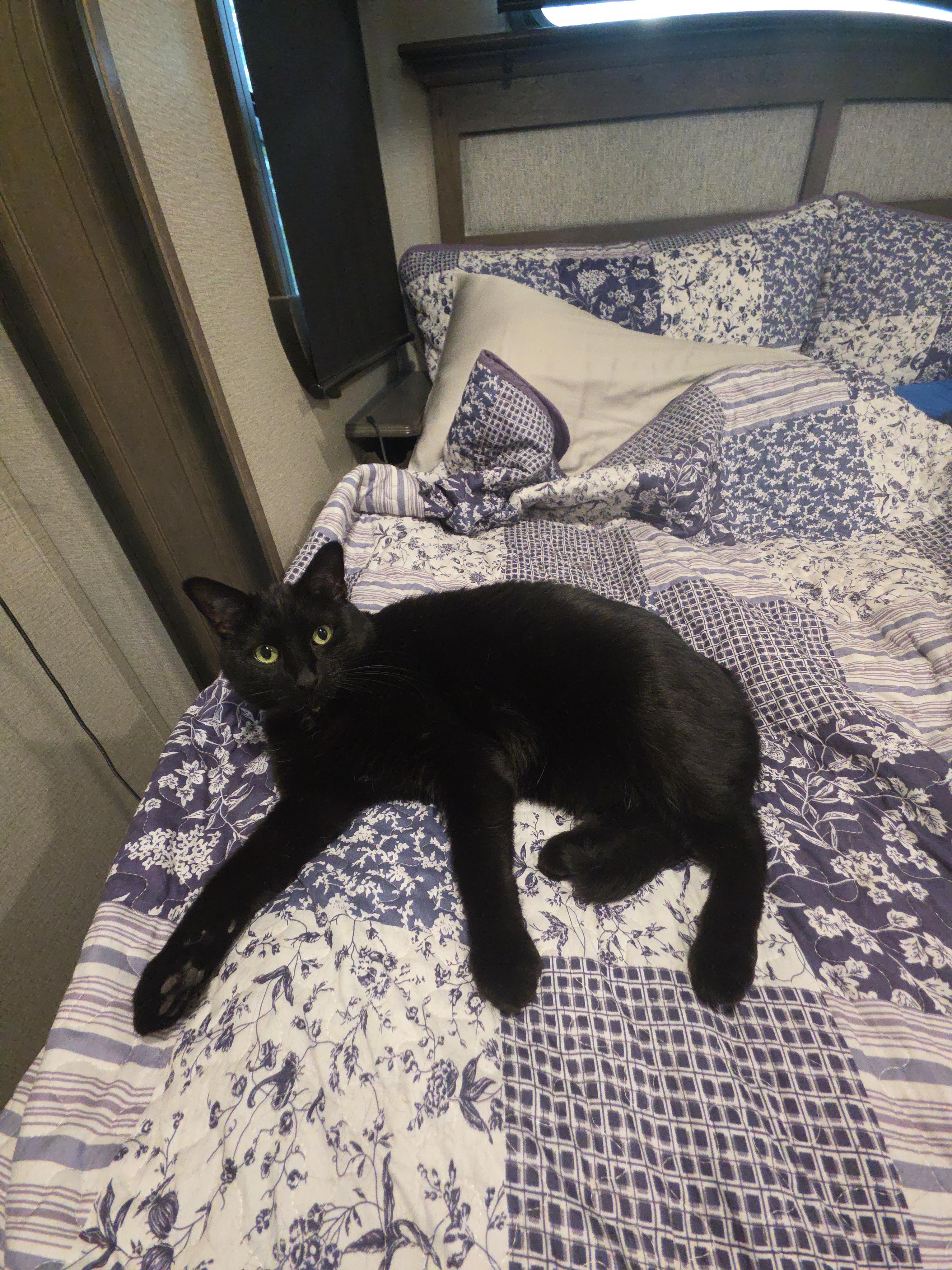 Enlarge Bubbles, an adoptable Domestic Medium Hair in Manhattan, KS image 6/6