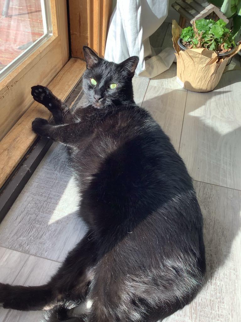 Enlarge Bubbles, an adoptable Domestic Medium Hair in Manhattan, KS image 5/6