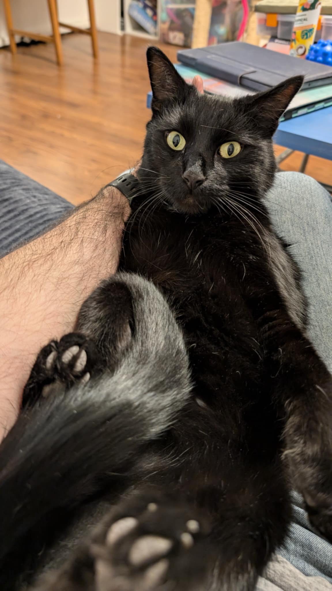 Enlarge Bubbles, an adoptable Domestic Medium Hair in Manhattan, KS image 2/6