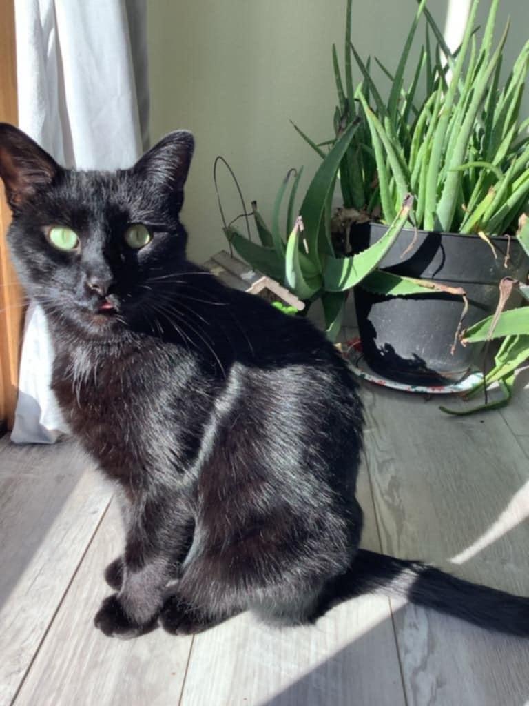 Enlarge Bubbles, an adoptable Domestic Medium Hair in Manhattan, KS image 1/6