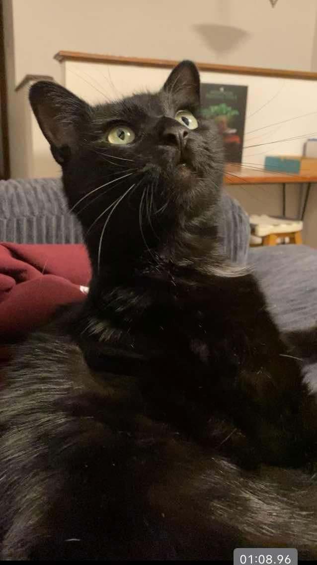 Enlarge Bubbles, an adoptable Domestic Medium Hair in Manhattan, KS image 4/6