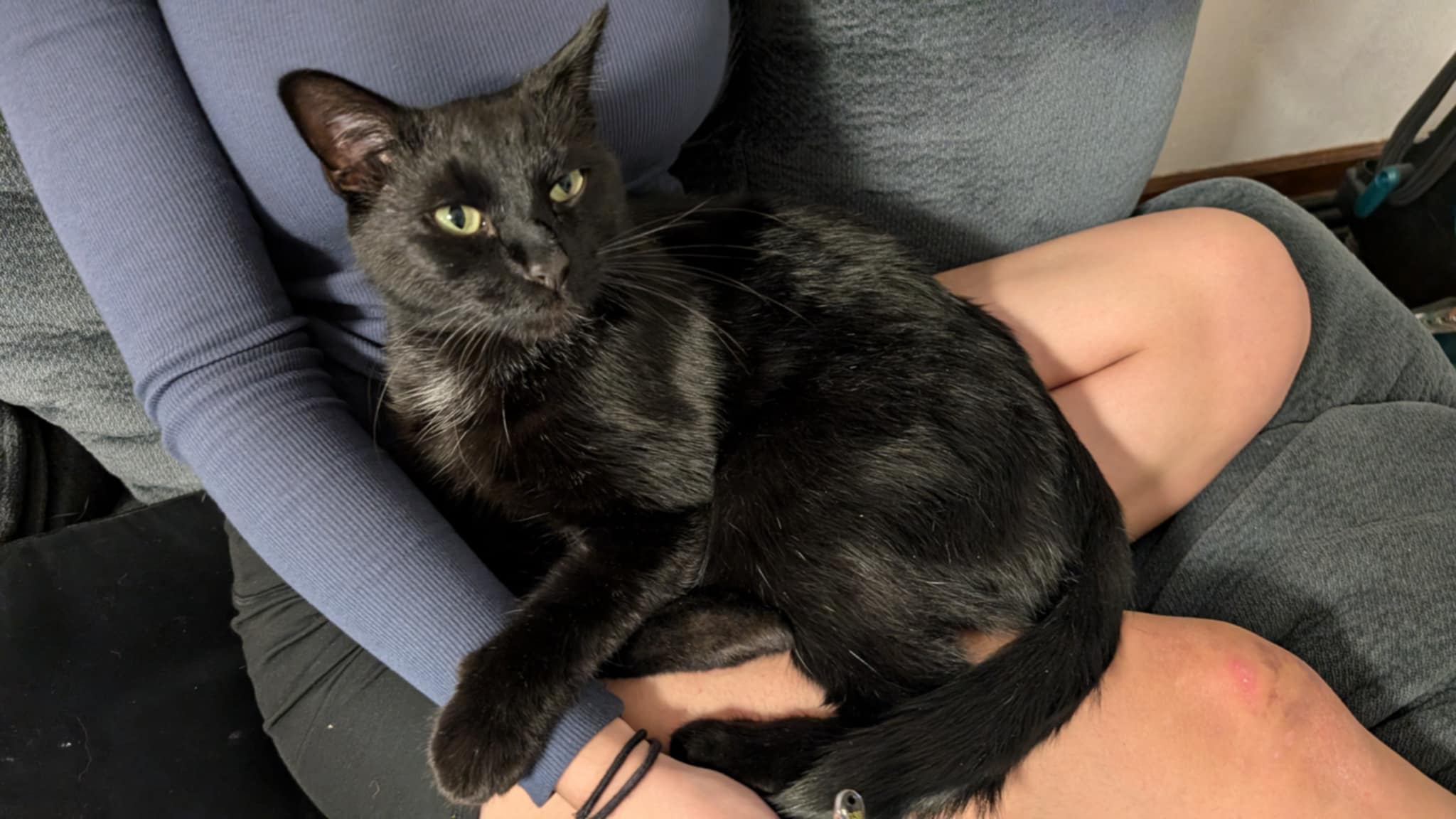 Enlarge Bubbles, an adoptable Domestic Medium Hair in Manhattan, KS image 3/6