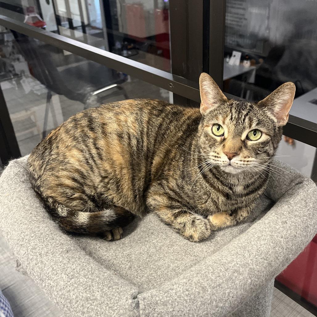Maeve, Adoptable, Adult Female Domestic Short Hair.