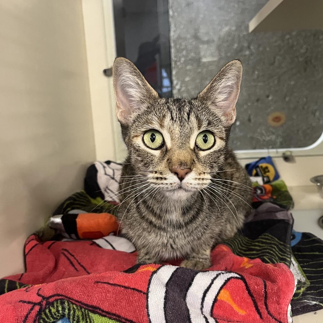 Enlarge Maeve, a Adoptable Domestic Short Hair in Hinsdale, IL image 2/4