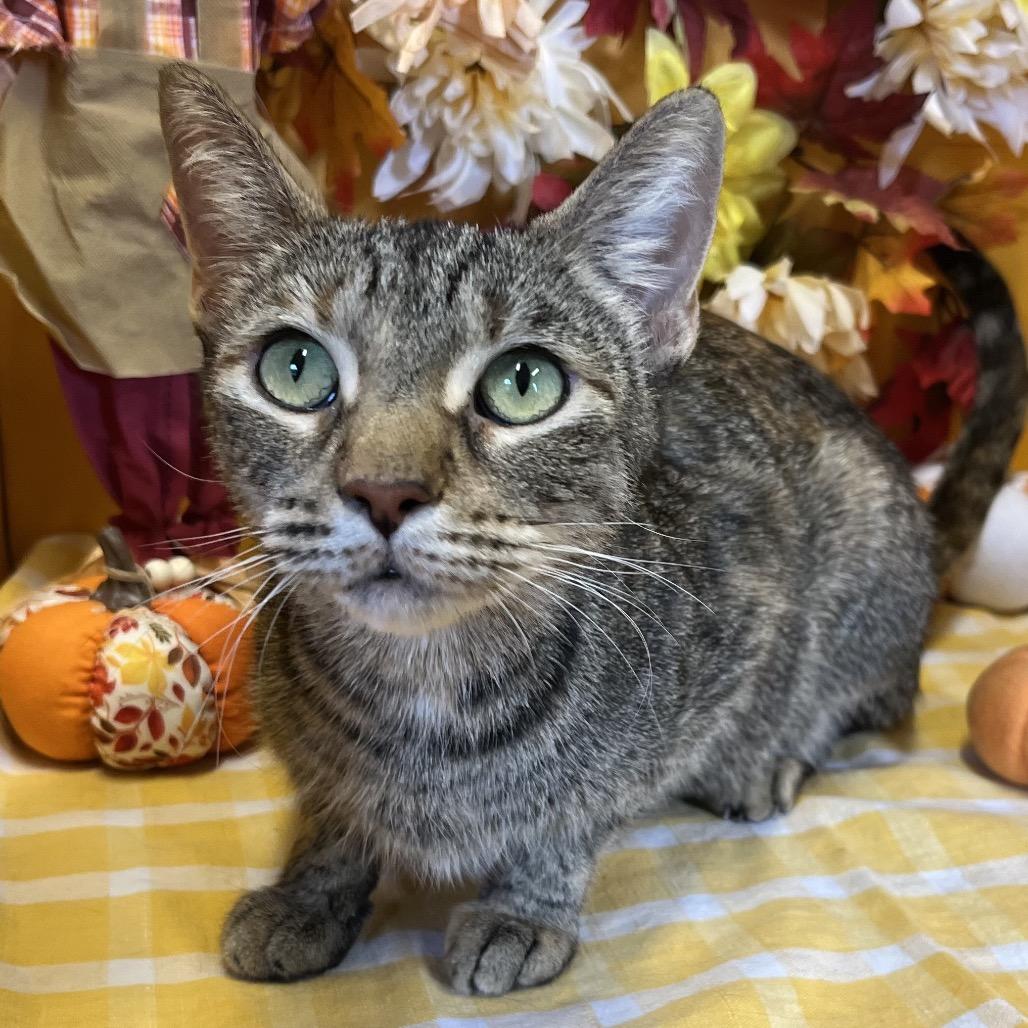 Enlarge Maeve, a Adoptable Domestic Short Hair in Hinsdale, IL image 3/4