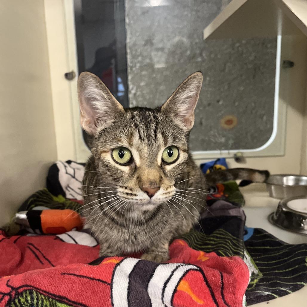 Enlarge Maeve, a Adoptable Domestic Short Hair in Hinsdale, IL image 4/4