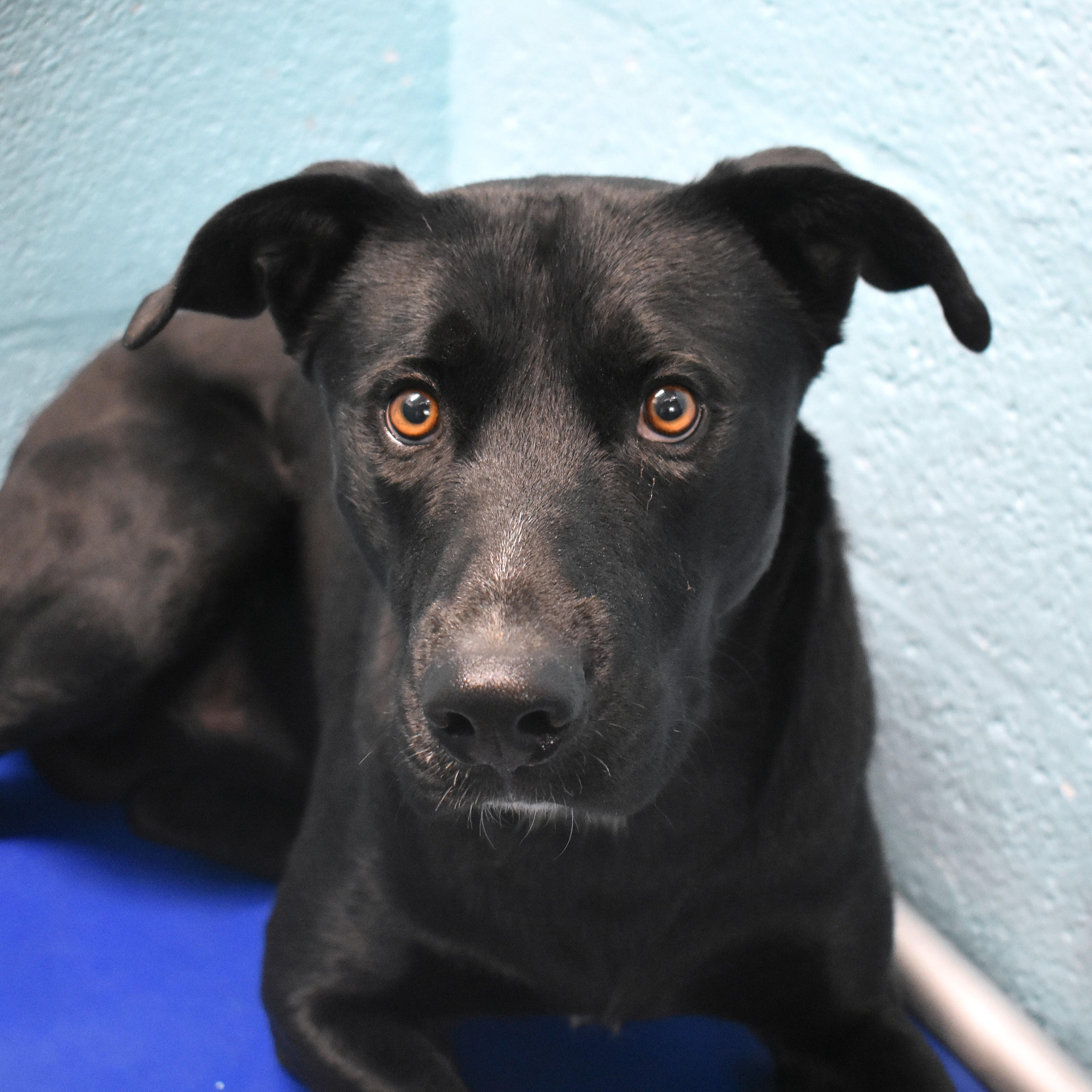 Dobie, ADOPTABLE, Adult Male Black Labrador Retriever.