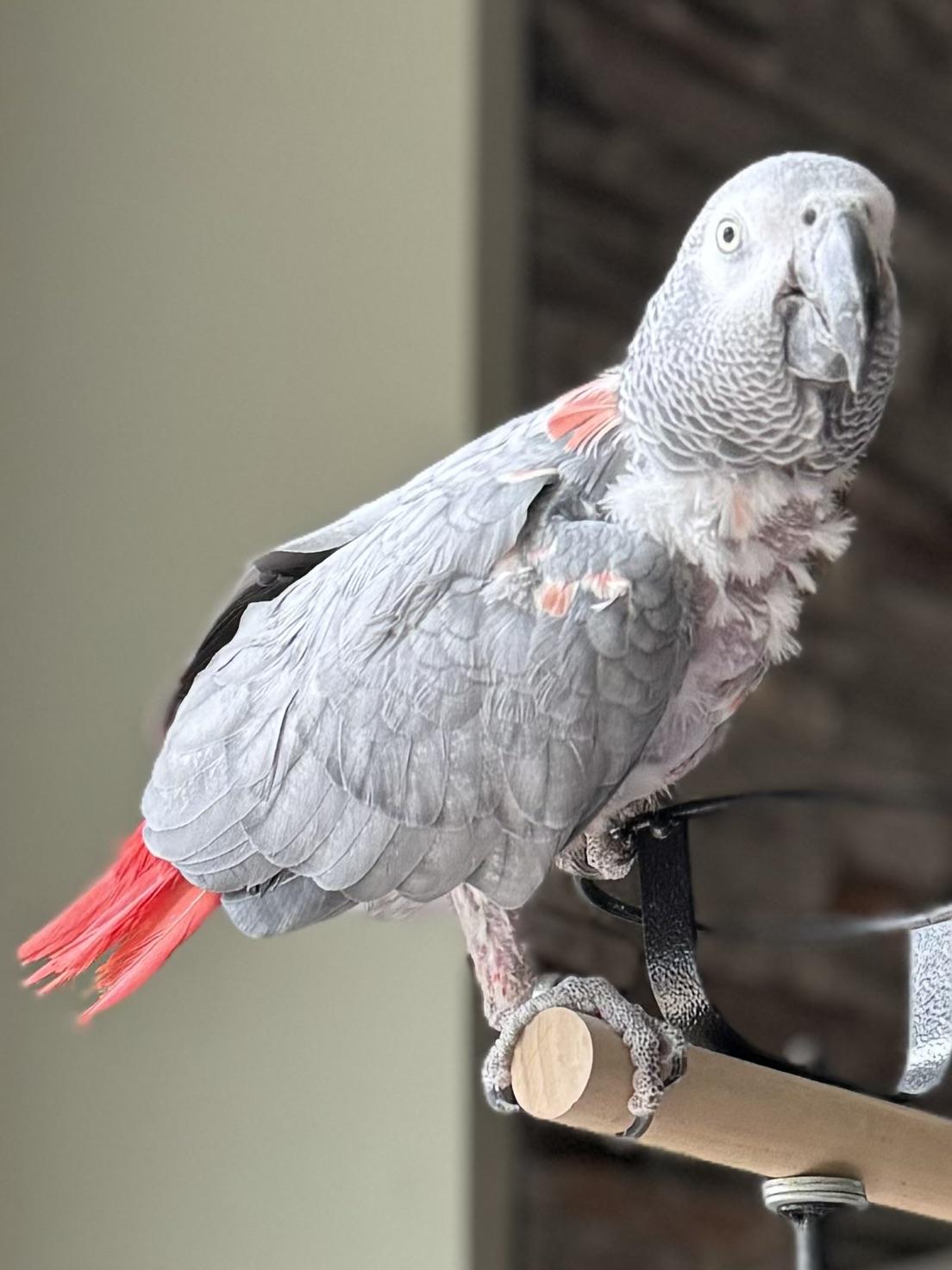 Barnee, a Adoptable African Grey in North Babylon, NY image 1/3