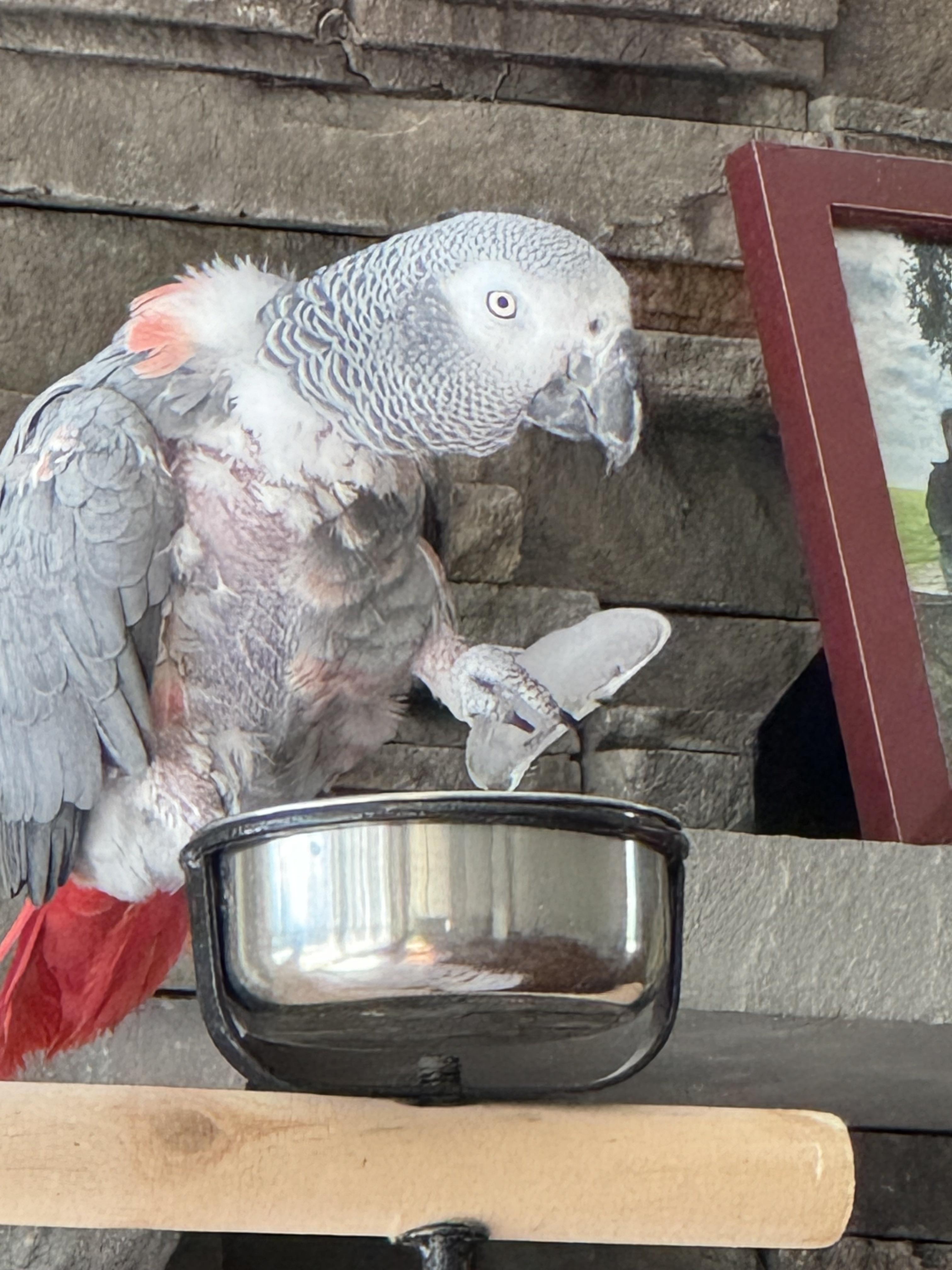 Barnee, a Adoptable African Grey in North Babylon, NY image 2/3