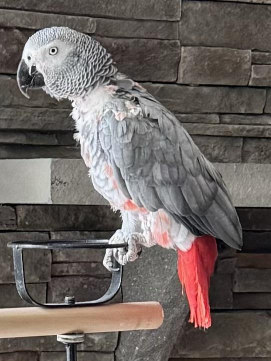 Barnee, a Adoptable African Grey in North Babylon, NY image 3/3