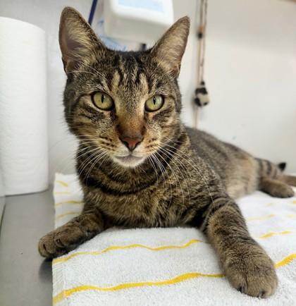 Andouille, Adoptable, Adult Male Domestic Short Hair.