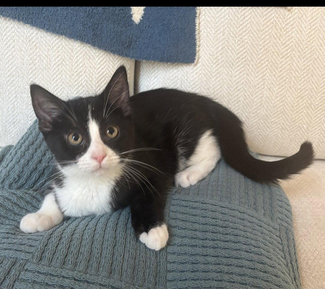Sparro, a Adopted Domestic Short Hair in Forest Lake, MN image 1/2
