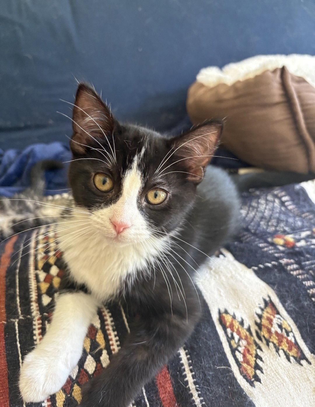 Sparro, a Adopted Domestic Short Hair in Forest Lake, MN image 2/2