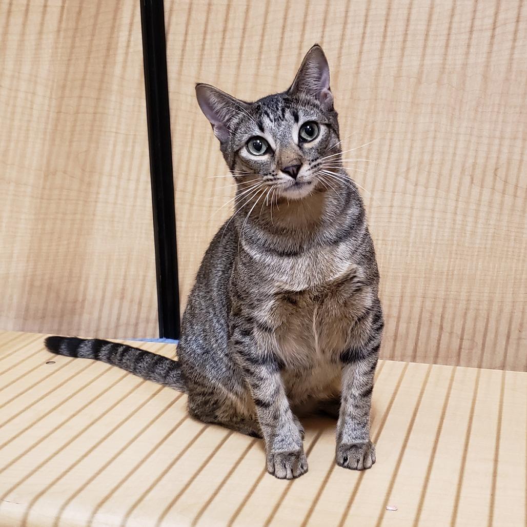 Root Beer, Adoptable, Young Male Domestic Short Hair.