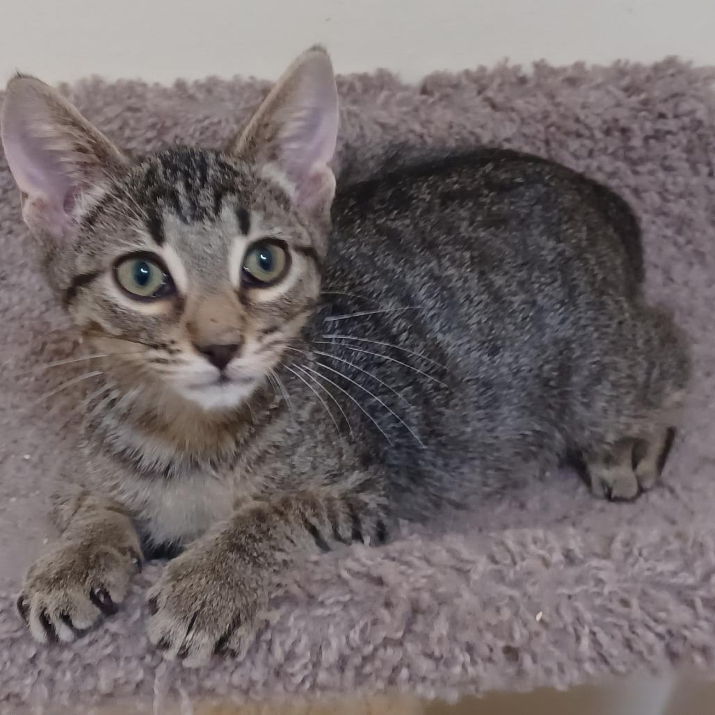 Root Beer, Adoptable, Young Male Domestic Short Hair.