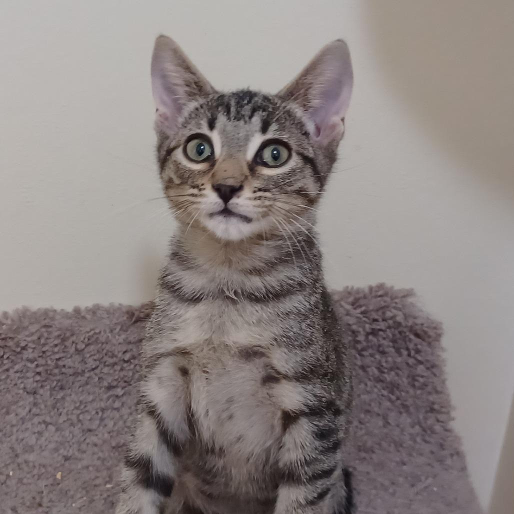 Enlarge Root Beer, a Adoptable Domestic Short Hair in Bulverde, TX image 2/3