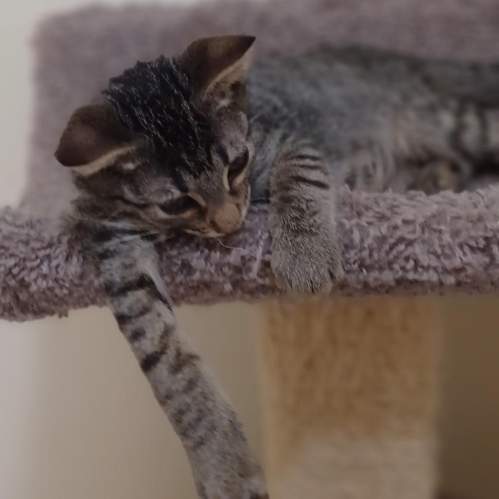 Enlarge Root Beer, a Adoptable Domestic Short Hair in Bulverde, TX image 3/3