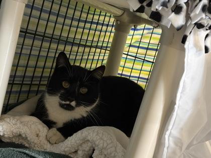 Enlarge whammy, a Adoptable mixed breed in Lowell, MA image 1/2