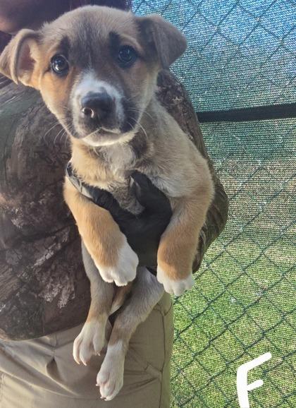 Enlarge Brussel Sprout, a Adoptable mixed breed in Madison, WI image 1/1