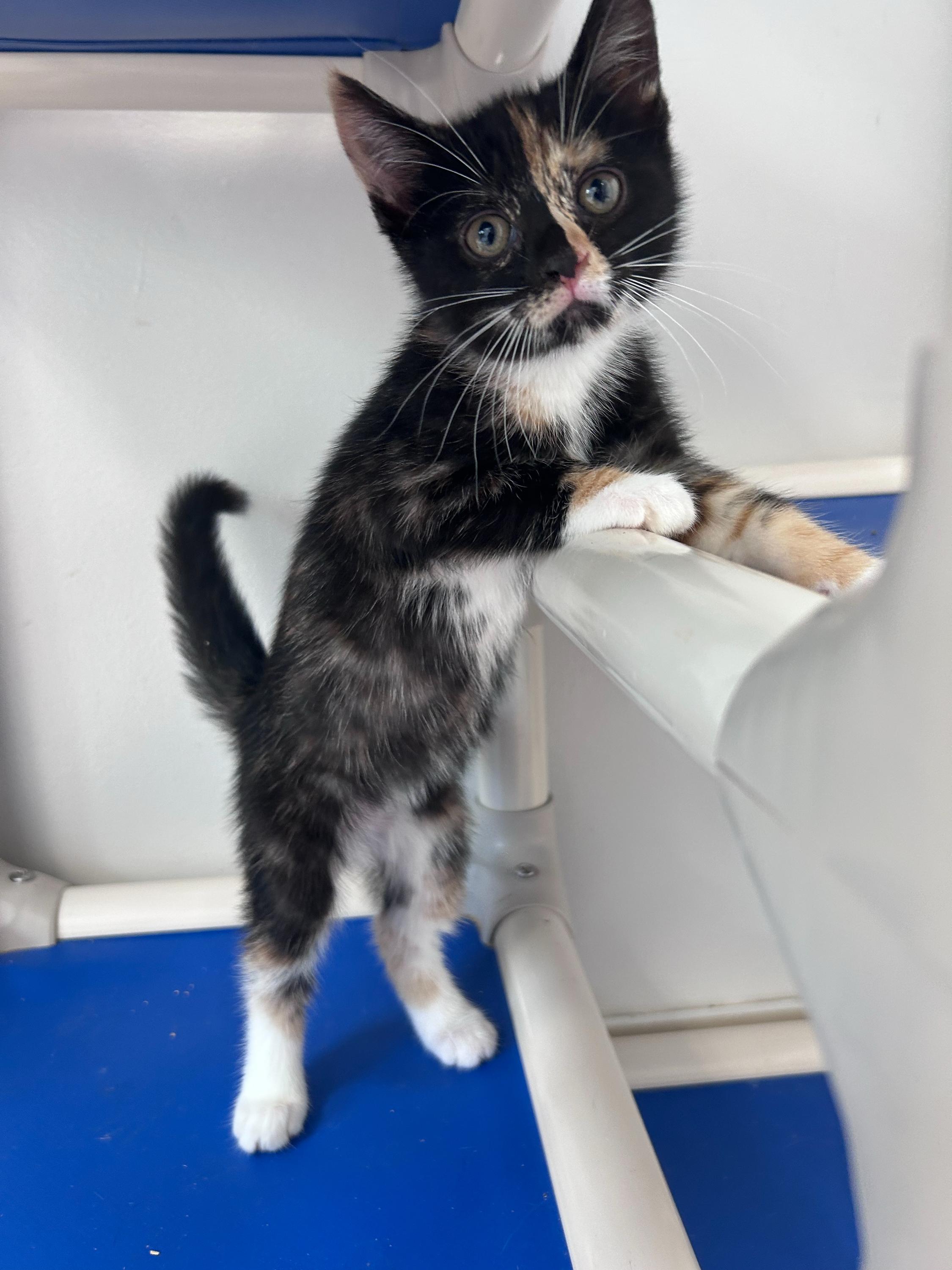 Milky Way, adopted, Kitten Female Calico.