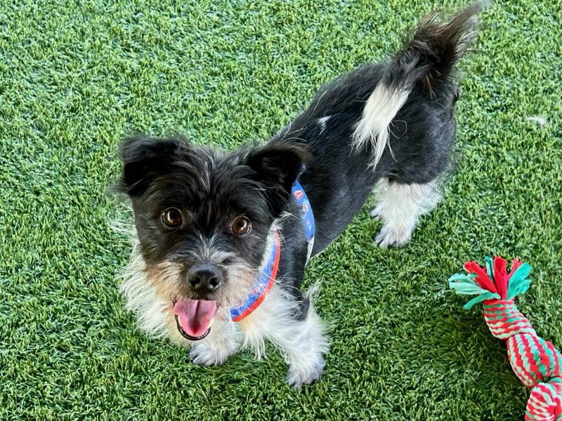 Enlarge HEART, a Adoptable mixed breed in Agoura Hills, CA image 2/3