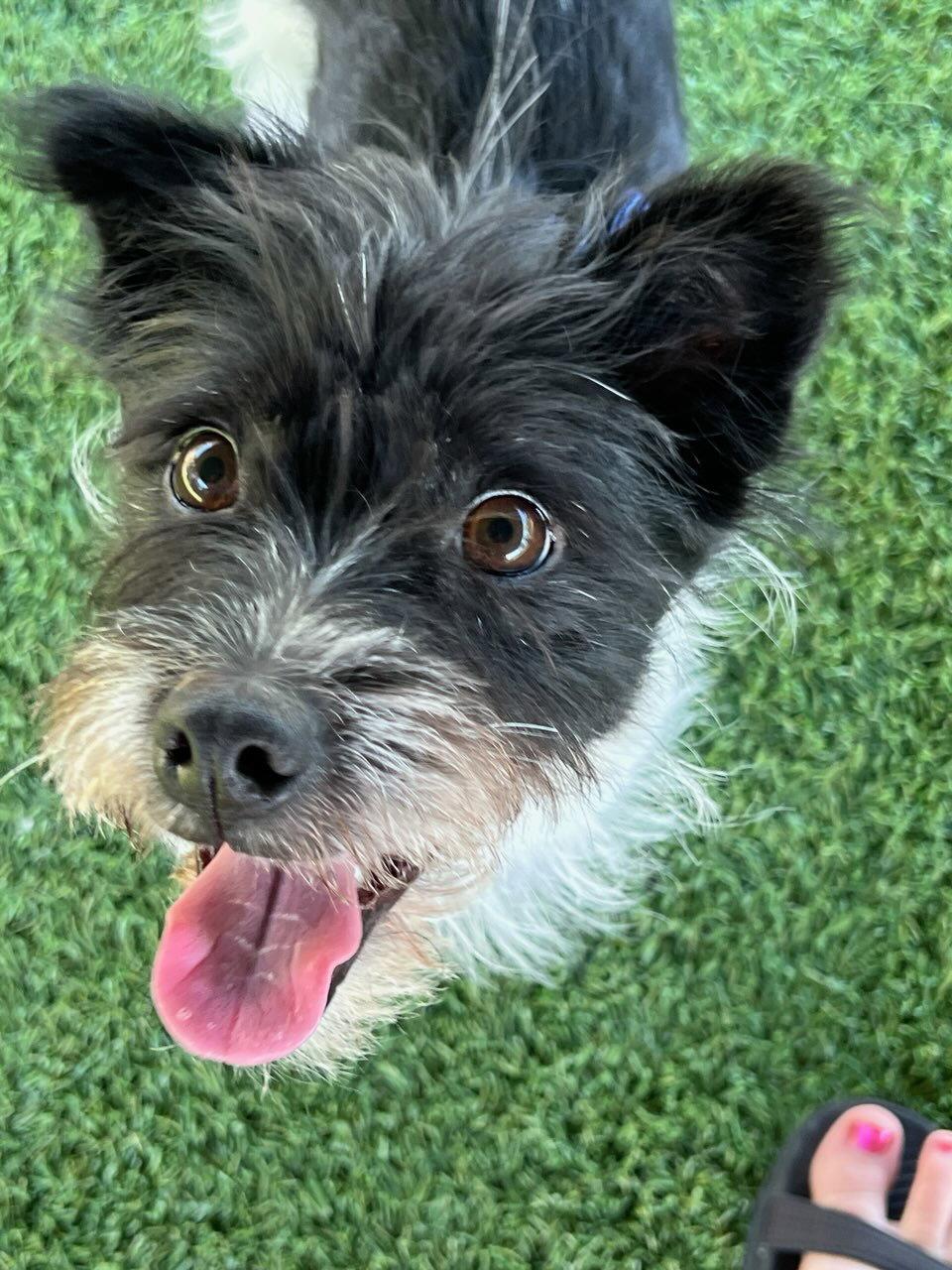 Enlarge HEART, a Adoptable mixed breed in Agoura Hills, CA image 3/3