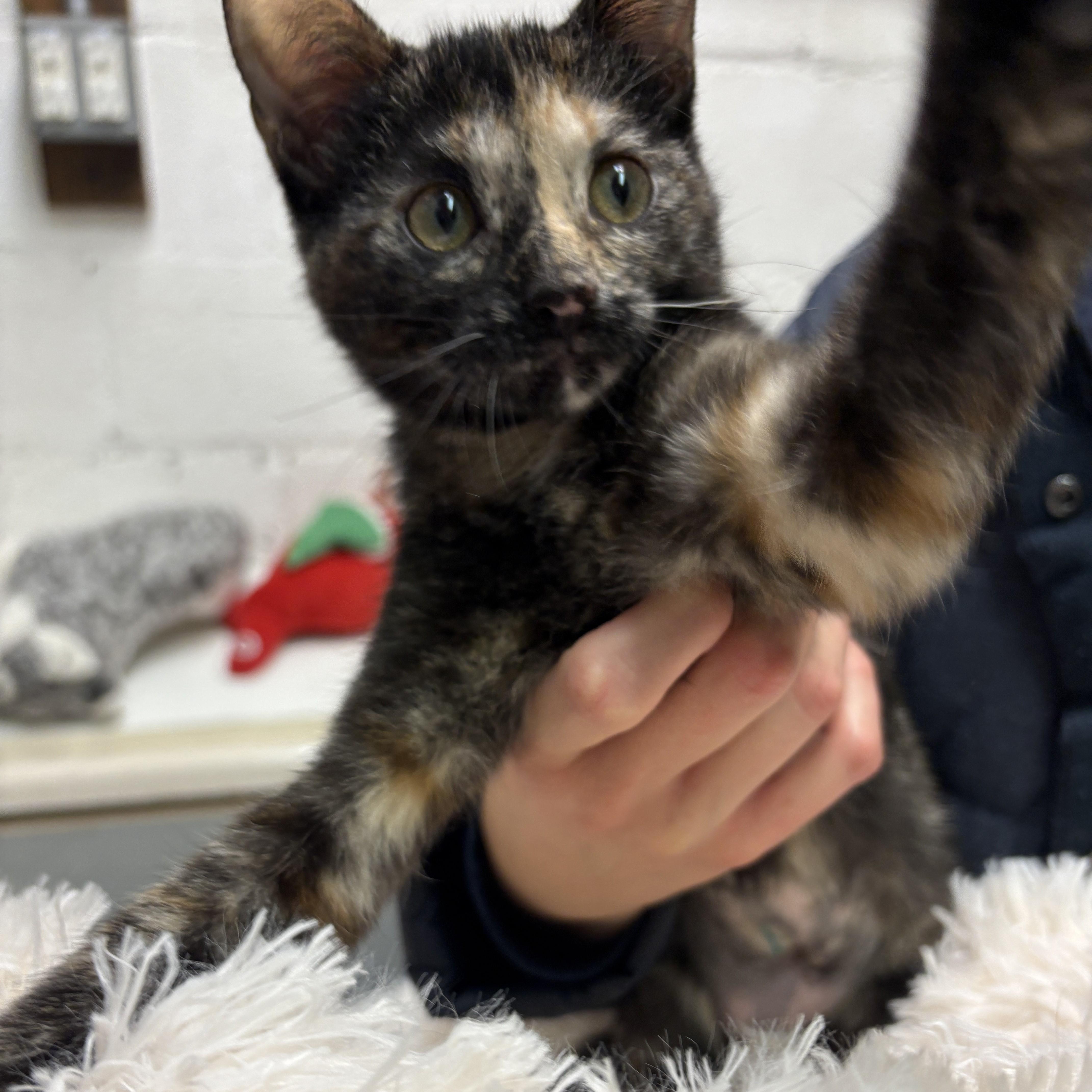 Enlarge Lilo, a ADOPTABLE Domestic Short Hair in Beacon, NY image 5/6