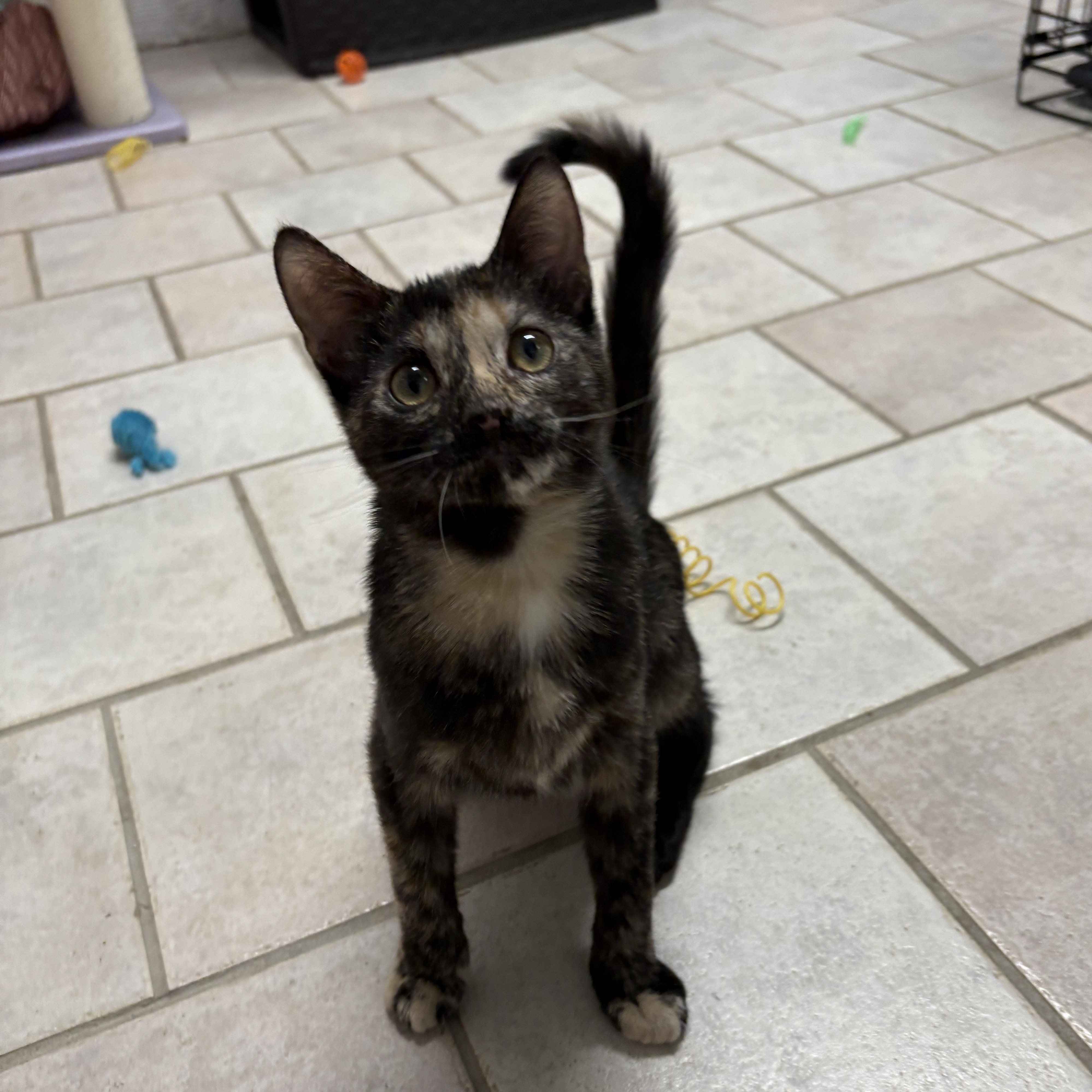 Enlarge Lilo, a ADOPTABLE Domestic Short Hair in Beacon, NY image 3/6