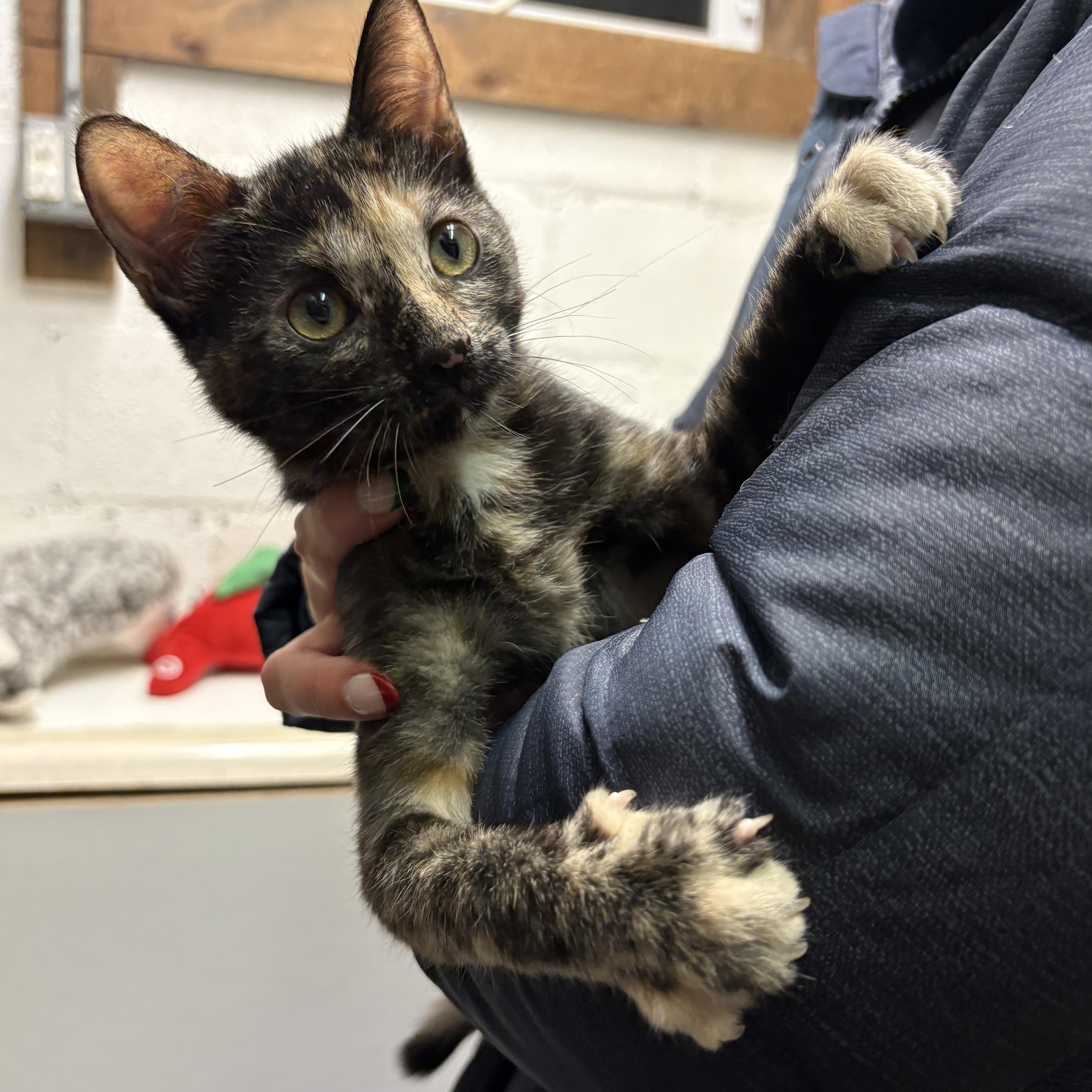 Enlarge Lilo, a ADOPTABLE Domestic Short Hair in Beacon, NY image 4/6