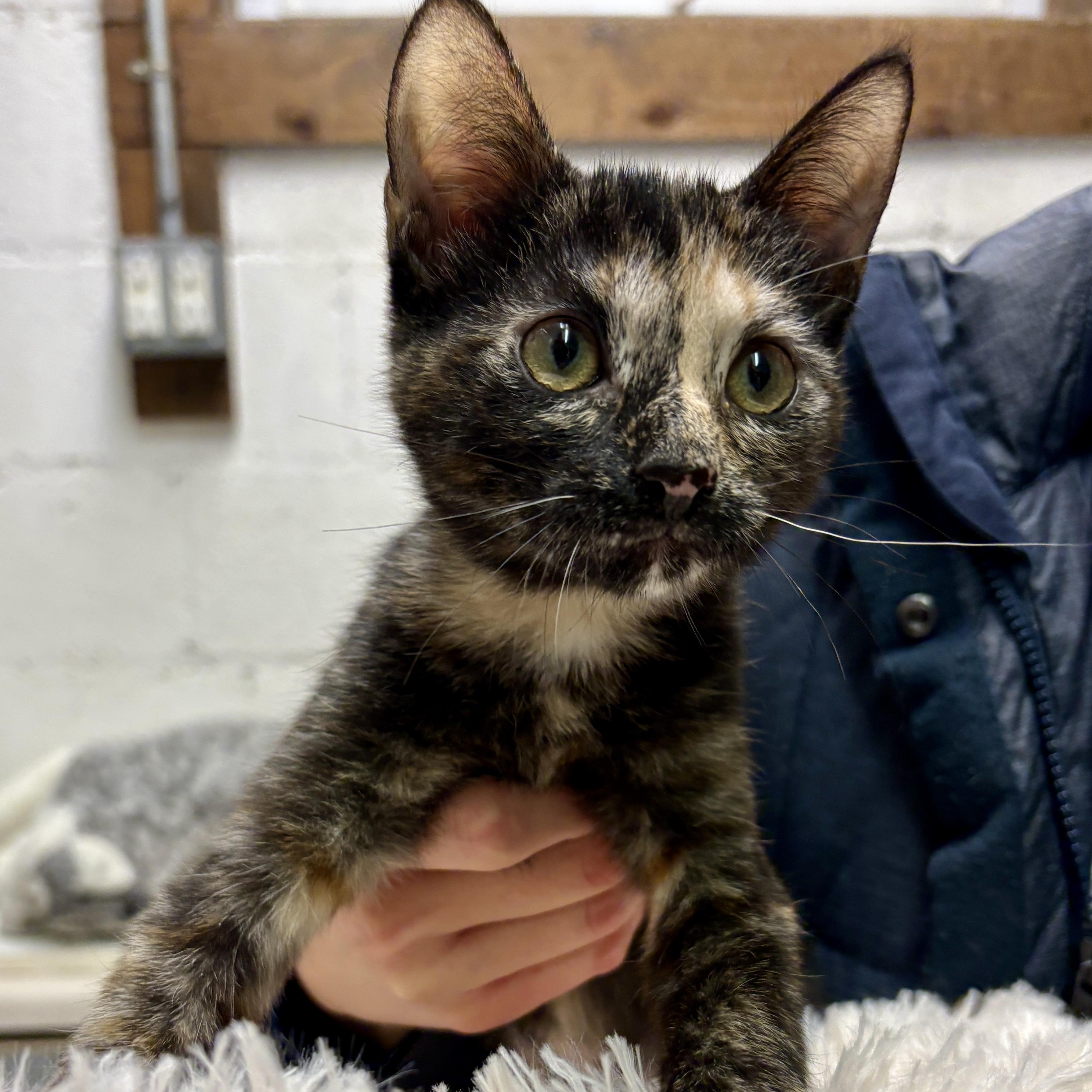 Lilo, ADOPTABLE, Kitten Female Domestic Short Hair.