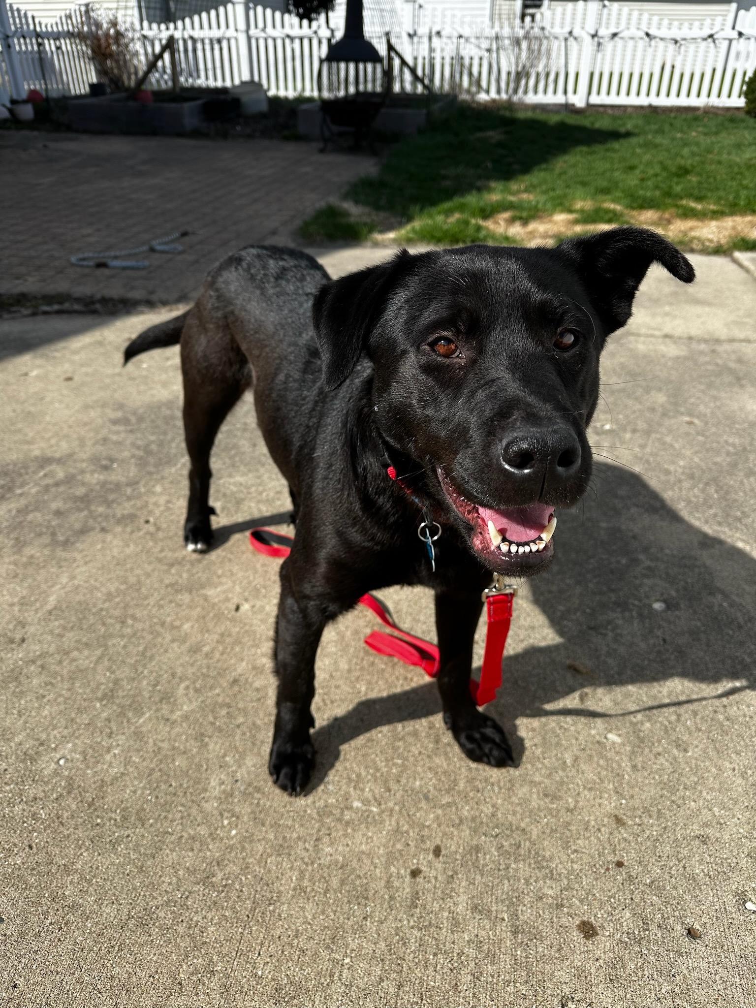 Enlarge Tree, a ADOPTABLE mixed breed in Geneva, IL image 4/5