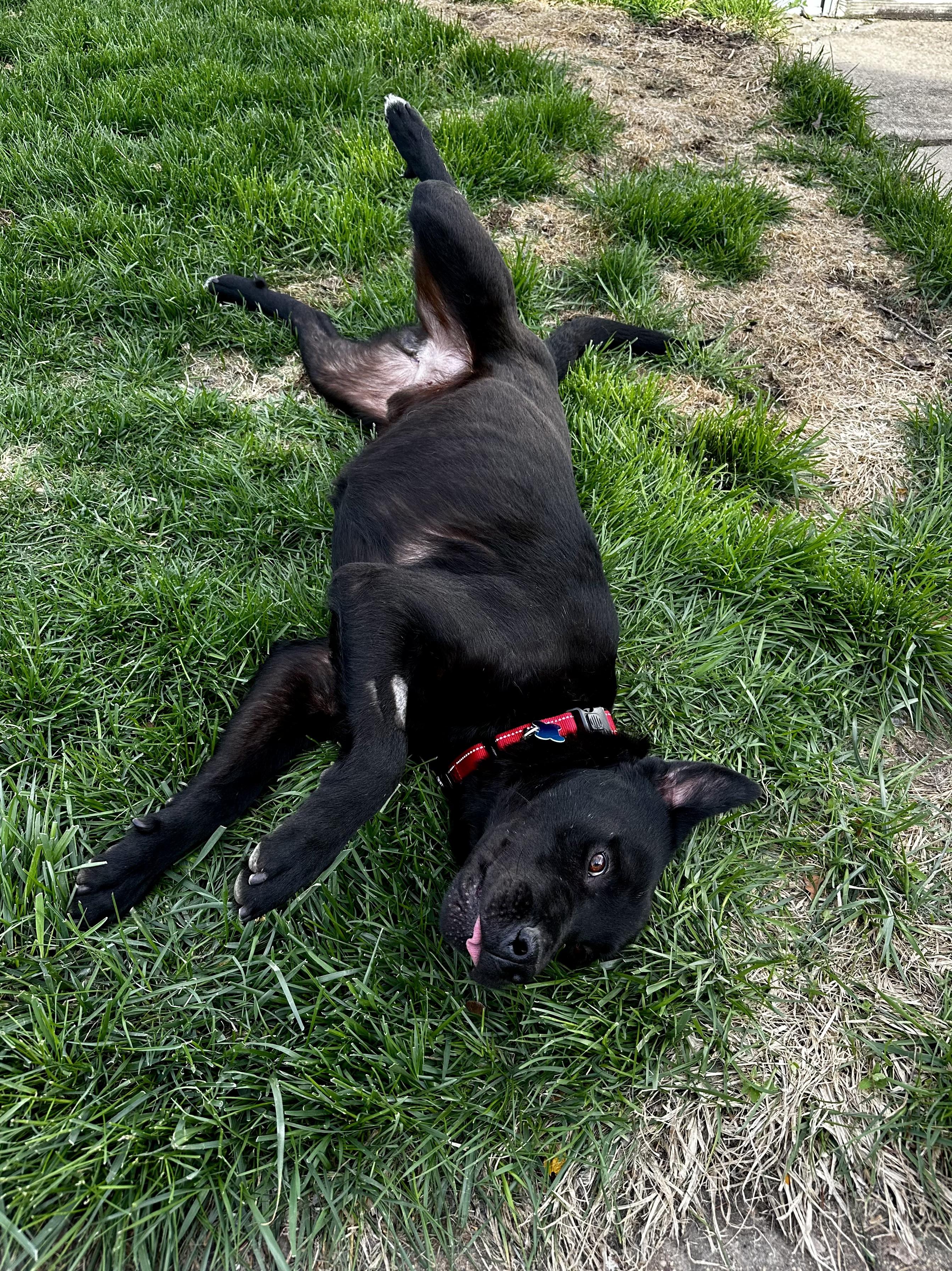 Enlarge Tree, a ADOPTABLE mixed breed in Geneva, IL image 5/5