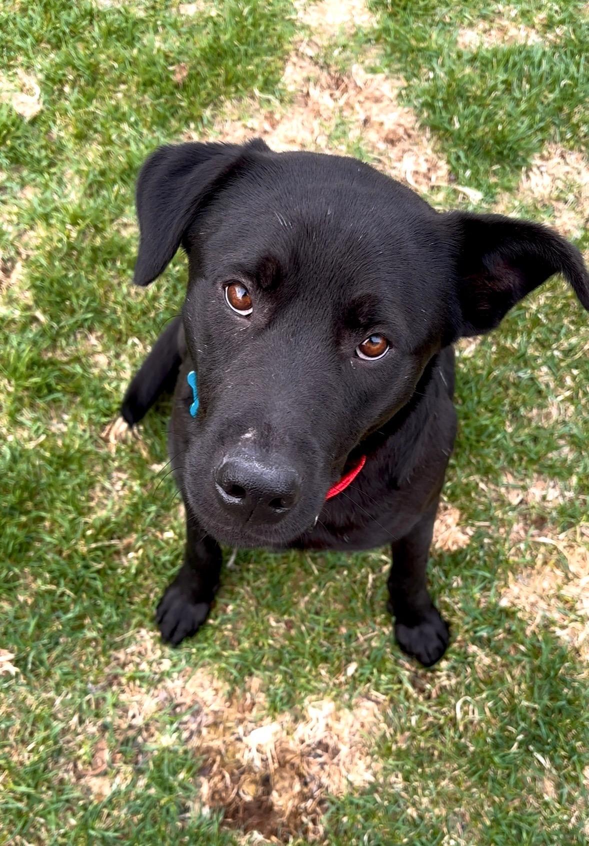 Enlarge Tree, a ADOPTABLE mixed breed in Geneva, IL image 3/5
