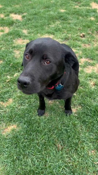 Enlarge Tree, a ADOPTABLE mixed breed in Geneva, IL video 2/5