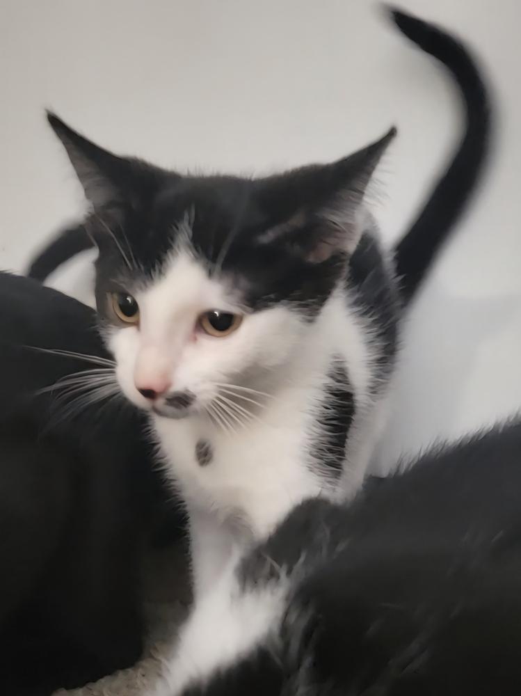 Enlarge Zena, a Adoptable mixed breed in Plymouth, MN image 2/4