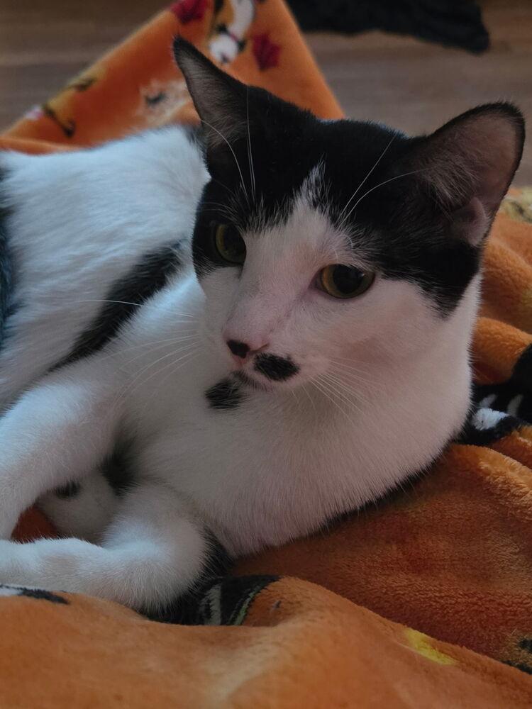 Enlarge Zena, a Adoptable mixed breed in Plymouth, MN image 3/4