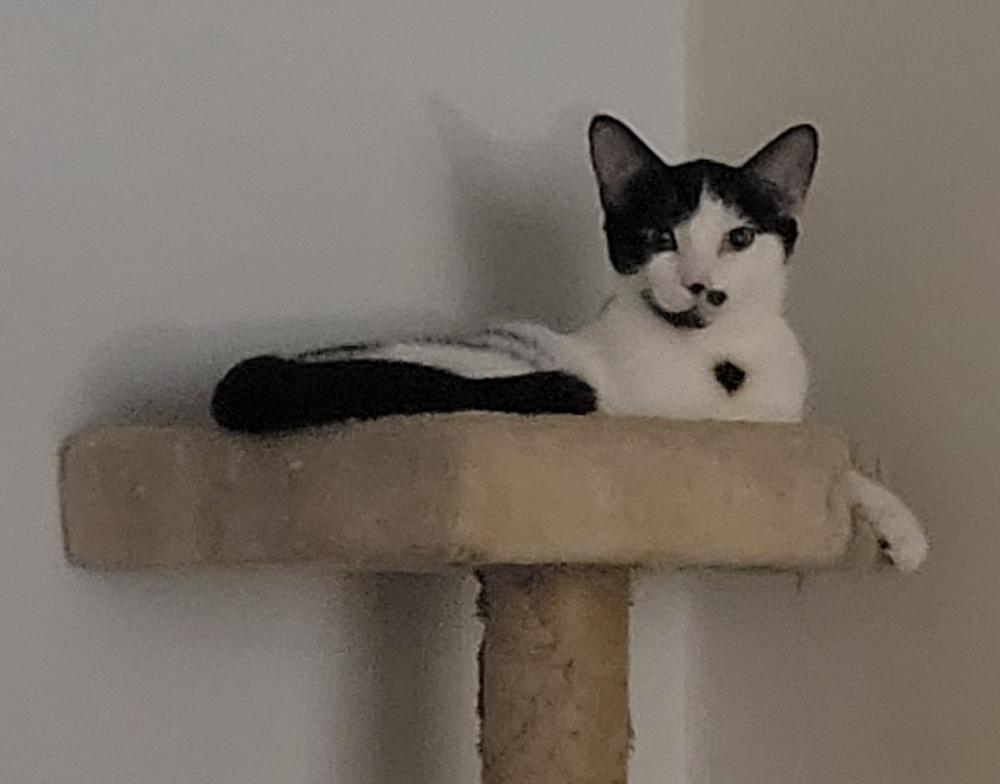 Enlarge Zena, a Adoptable mixed breed in Plymouth, MN image 4/4