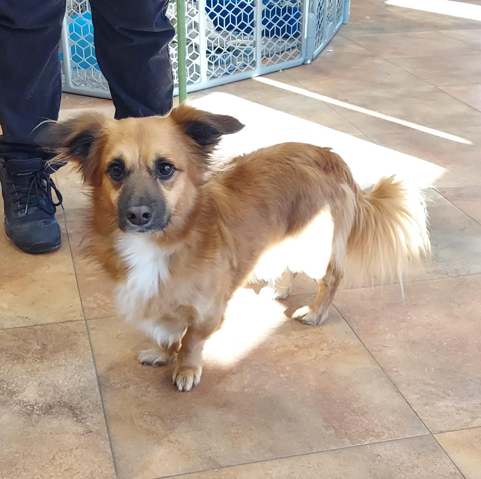 #18, ADOPTABLE, Adult Male Spaniel.