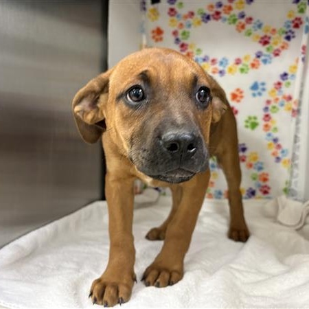 Enlarge Ann, an adopted mixed breed in Defuniak Springs, FL image 1/1