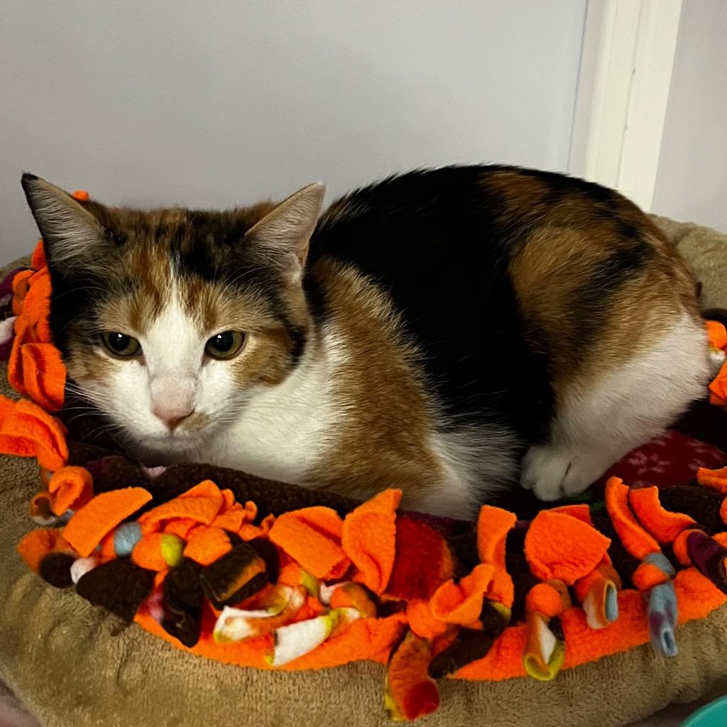 Enlarge Bella 26 / Truffle, a Adoptable mixed breed in Peoria, AZ image 1/1