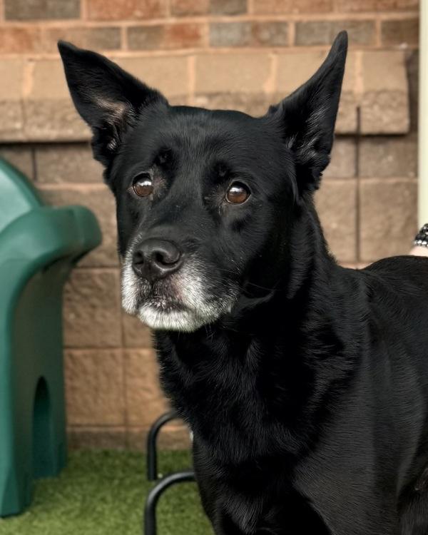 Viktor, Adoptable, Adult Male German Shepherd Dog.