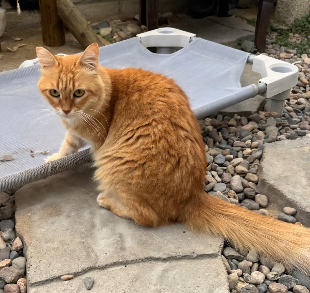 Dinah, Adoptable, Adult Female Domestic Long Hair.