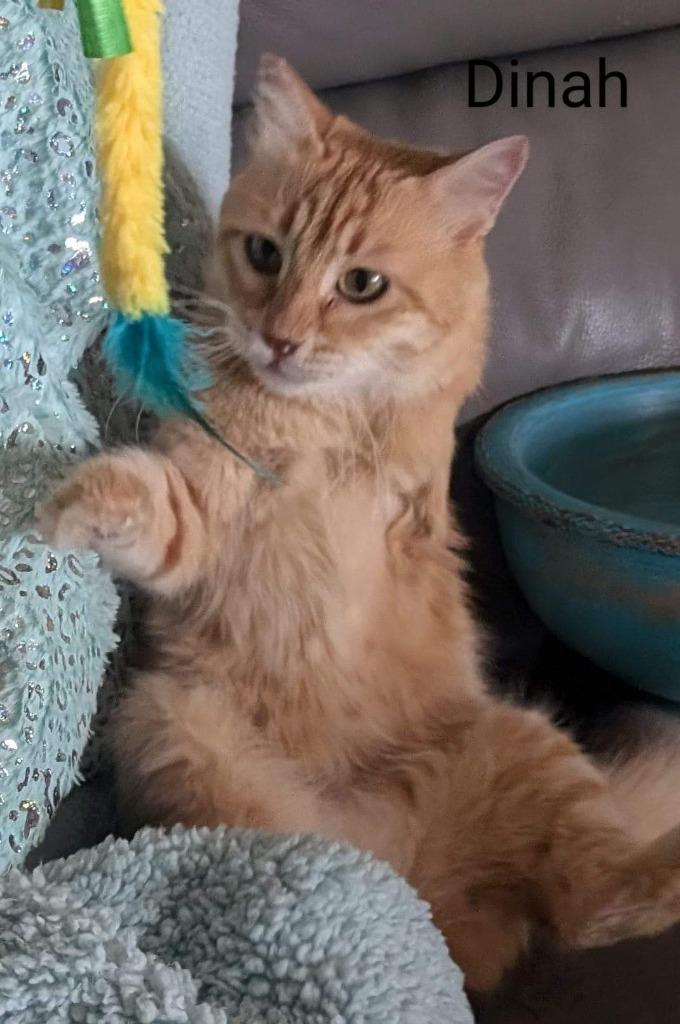 Dinah, Adoptable, Adult Female Domestic Long Hair.